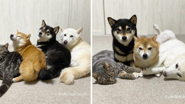 Este gato vive con 3 Shiba Inus y se ha convertido en parte de la manada