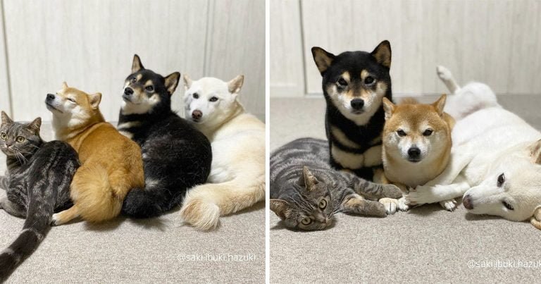 Este gato vive con 3 Shiba Inus y se ha convertido en parte de la manada