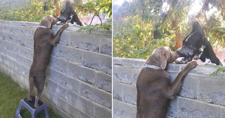 Familia le da a su perro un taburete para que pueda visitar a los perros vecinos