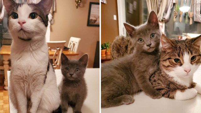 Familia llevó gatito casa mascotas adoptaron