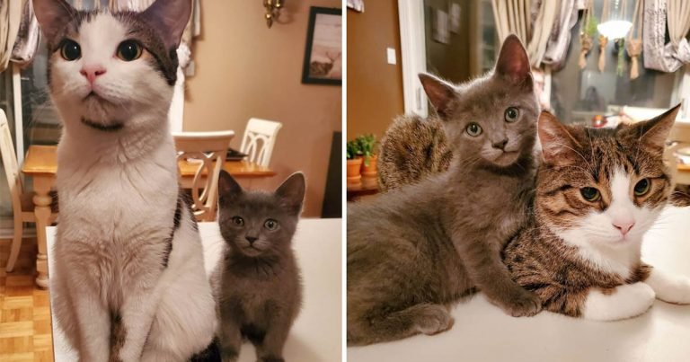 Familia llevó gatito casa mascotas adoptaron