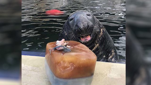 Foca está feliz de recibir un pastel de hielo gigante para su cumpleaños