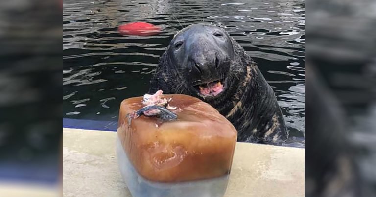 Foca está feliz de recibir un pastel de hielo gigante para su cumpleaños