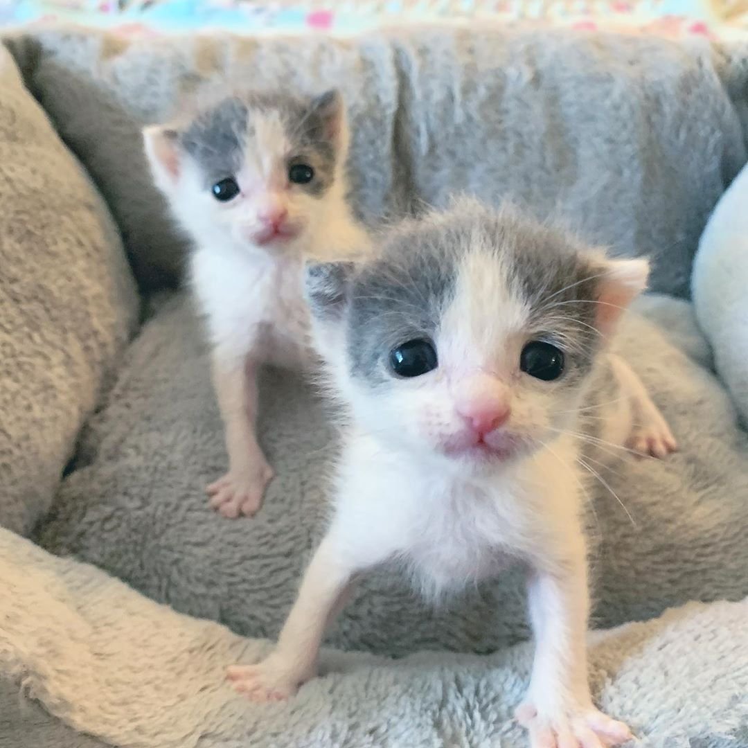 Gatos casi idénticos bebés