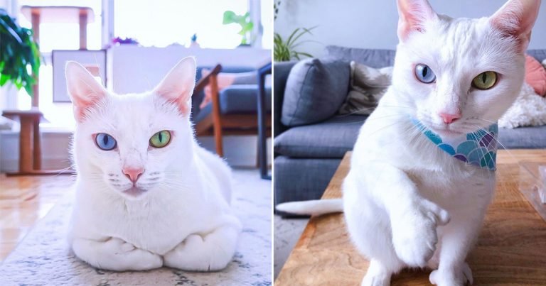Gatita abandonada por tener ojos de color diferente y dedos extra es muy feliz ahora