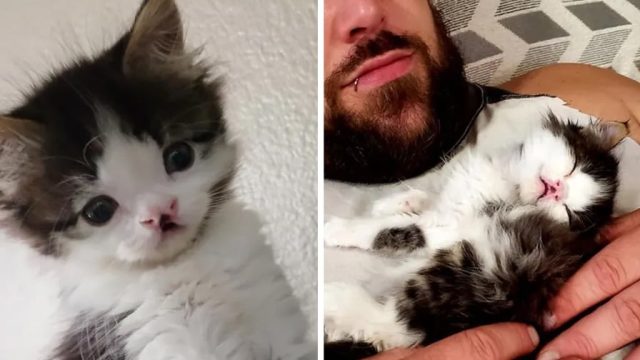 Gatita con dulce rostro encuentra mejor familia