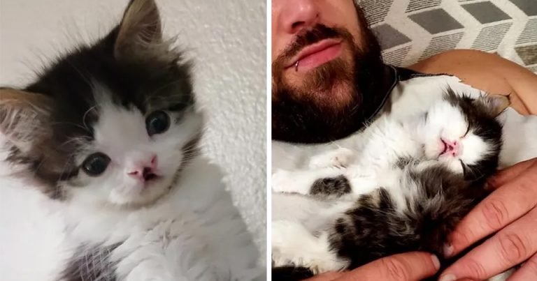 Gatita con dulce rostro encuentra mejor familia