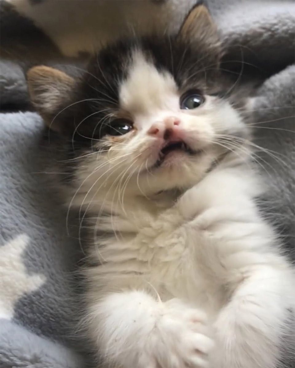 Gatita dulce rostro salvada