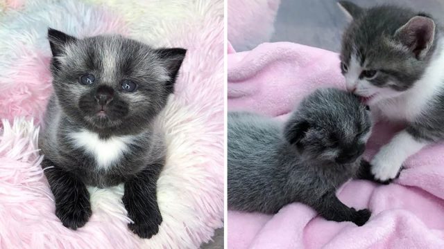 Gatita encontrada acera acogida familia de gatos
