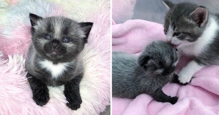 Gatita encontrada acera acogida familia de gatos