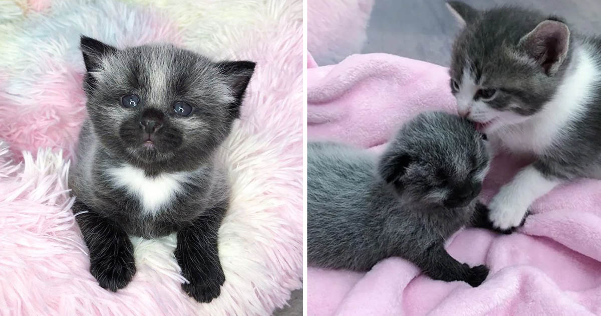 Gatita encontrada acera acogida familia de gatos