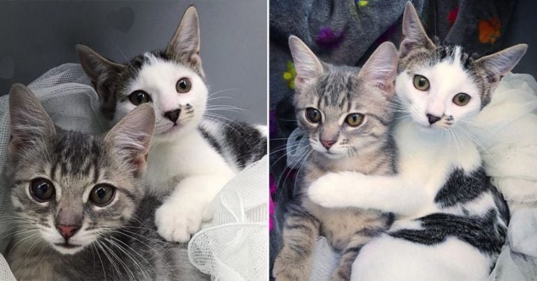 Gatita rescatada se hace amiga de otra gatita e insiste en quedarse con ella