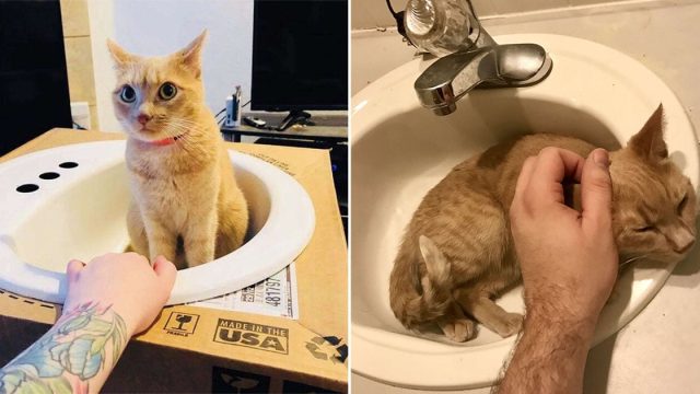 Gatita le encantan mucho los lavabos