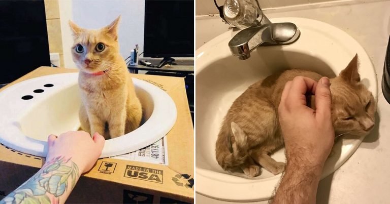 Gatita le encantan mucho los lavabos