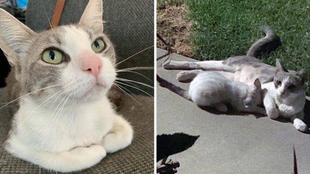 Gatita regresa familia ayudo