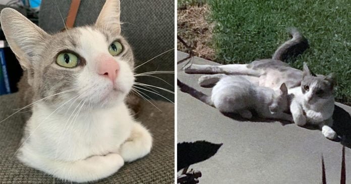 Gatita regresa familia ayudo