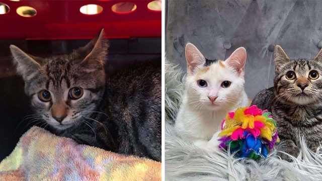 Gatito tímido encuentra confianza en otro gato después de ser rescatado