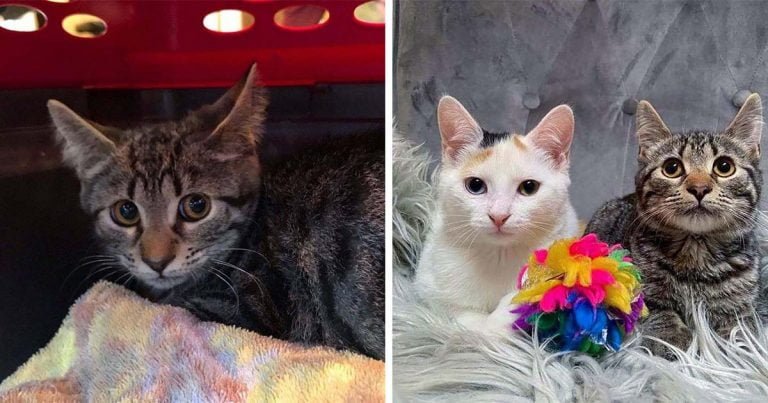 Gatito tímido encuentra confianza en otro gato después de ser rescatado