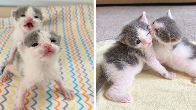 Gatitos casi idénticos nunca se alejan el uno del otro después de ser rescatados juntos