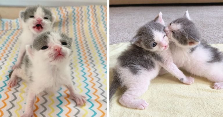 Gatitos casi idénticos nunca se alejan el uno del otro después de ser rescatados juntos