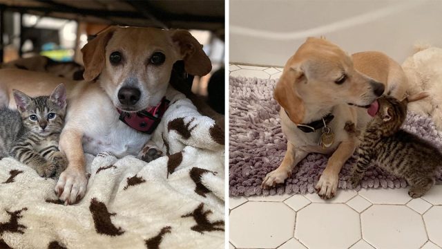 Gatitos están felices de ser acogidos por perro que los cuida como suyosGatitos están felices de ser acogidos por perro que los cuida como suyos