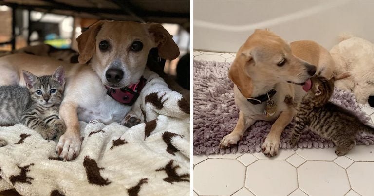 Gatitos están felices de ser acogidos por perro que los cuida como suyosGatitos están felices de ser acogidos por perro que los cuida como suyos