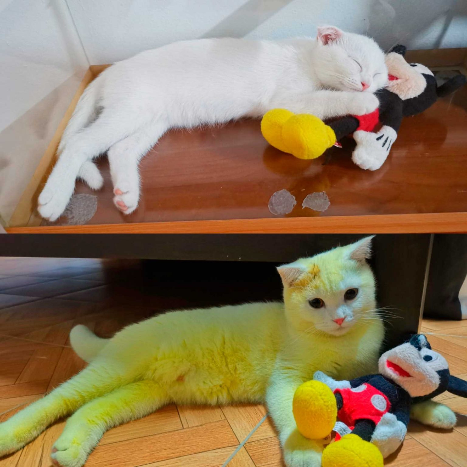 Mi Gato Empezo A Maullar Mucho