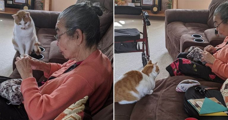 Gato esperó con paciencia a que la abuela repare su juguete
