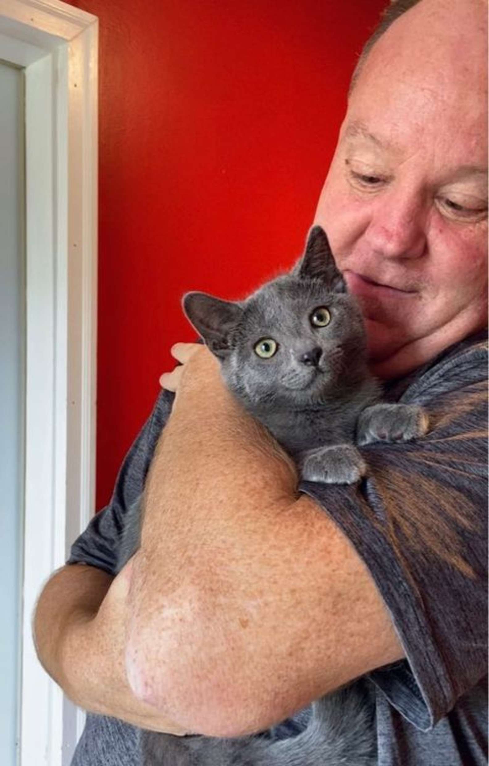 Gato gris y su humano