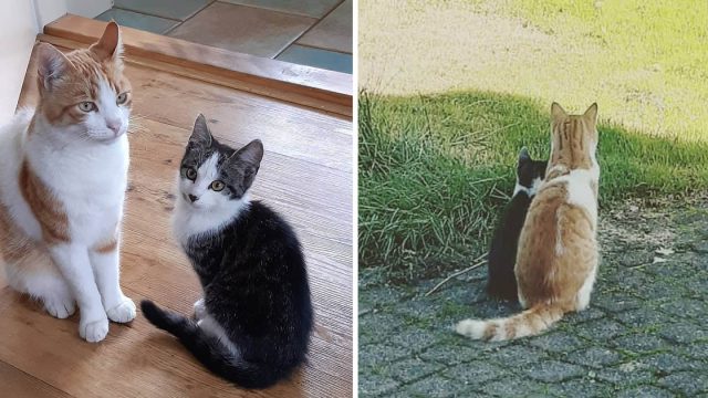 Gato hace amigo gatito sin hogar jardín