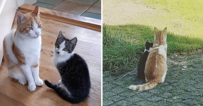 Gato hace amigo gatito sin hogar jardín