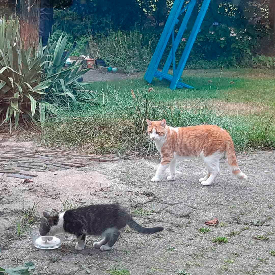 Gato se hace amigo de pequeño gatito