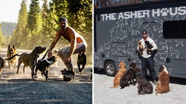 Hombre renuncia trabajo viajar rescatando animales
