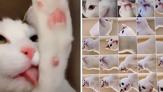 Mujer encuentra docenas de 'selfies' tomadas por su gato