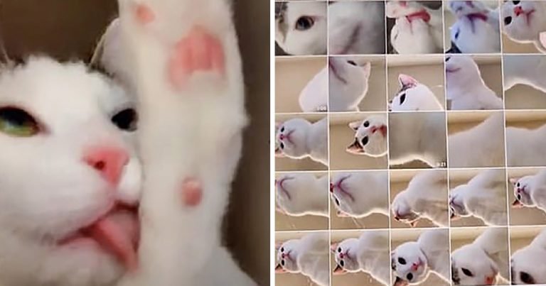 Mujer encuentra docenas de 'selfies' tomadas por su gato