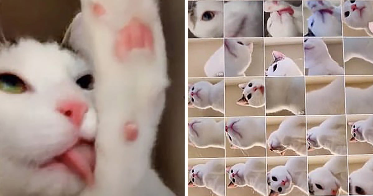 Mujer encuentra docenas de 'selfies' tomadas por su gato