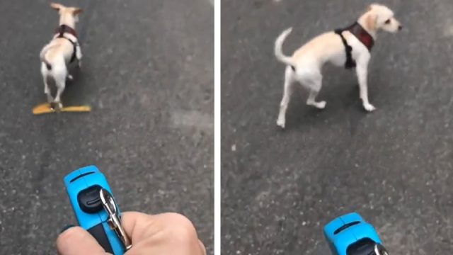 Mujer le hace creer a su perro que aún va atado de la correa