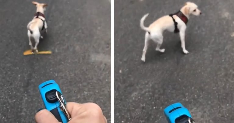 Mujer le hace creer a su perro que aún va atado de la correa