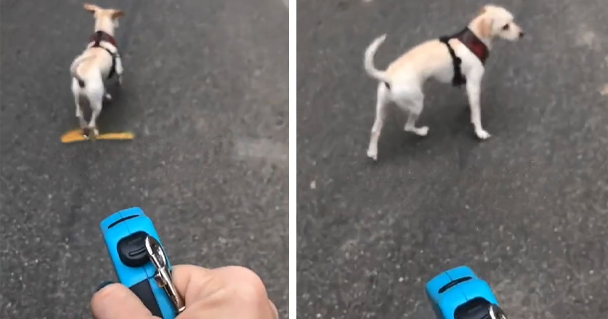 Mujer le hace creer a su perro que aún va atado de la correa