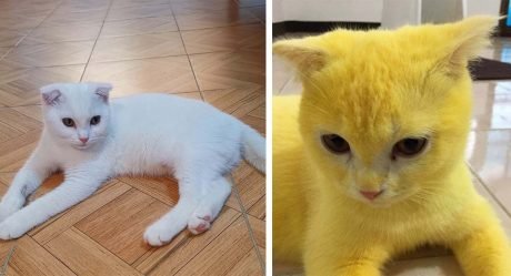 Mujer trata una infección por hongos en su gato y se pone amarillo por accidente