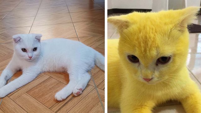 Mujer trata infección por hongos en su gato y se pone amarillo por accidente