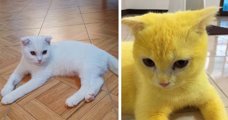 Mujer trata infección por hongos en su gato y se pone amarillo por accidente