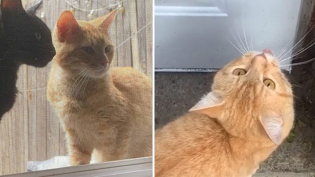 Pareja de gatos se acerca a la puerta y piden que los dejen entrar