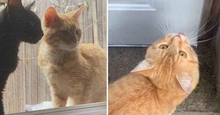 Pareja de gatos se acerca a la puerta y piden que los dejen entrar