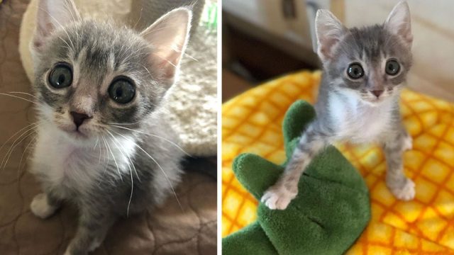 Pequeña gatita de grandes ojos vive la mejor vida