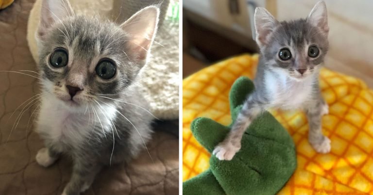 Pequeña gatita de grandes ojos vive la mejor vida