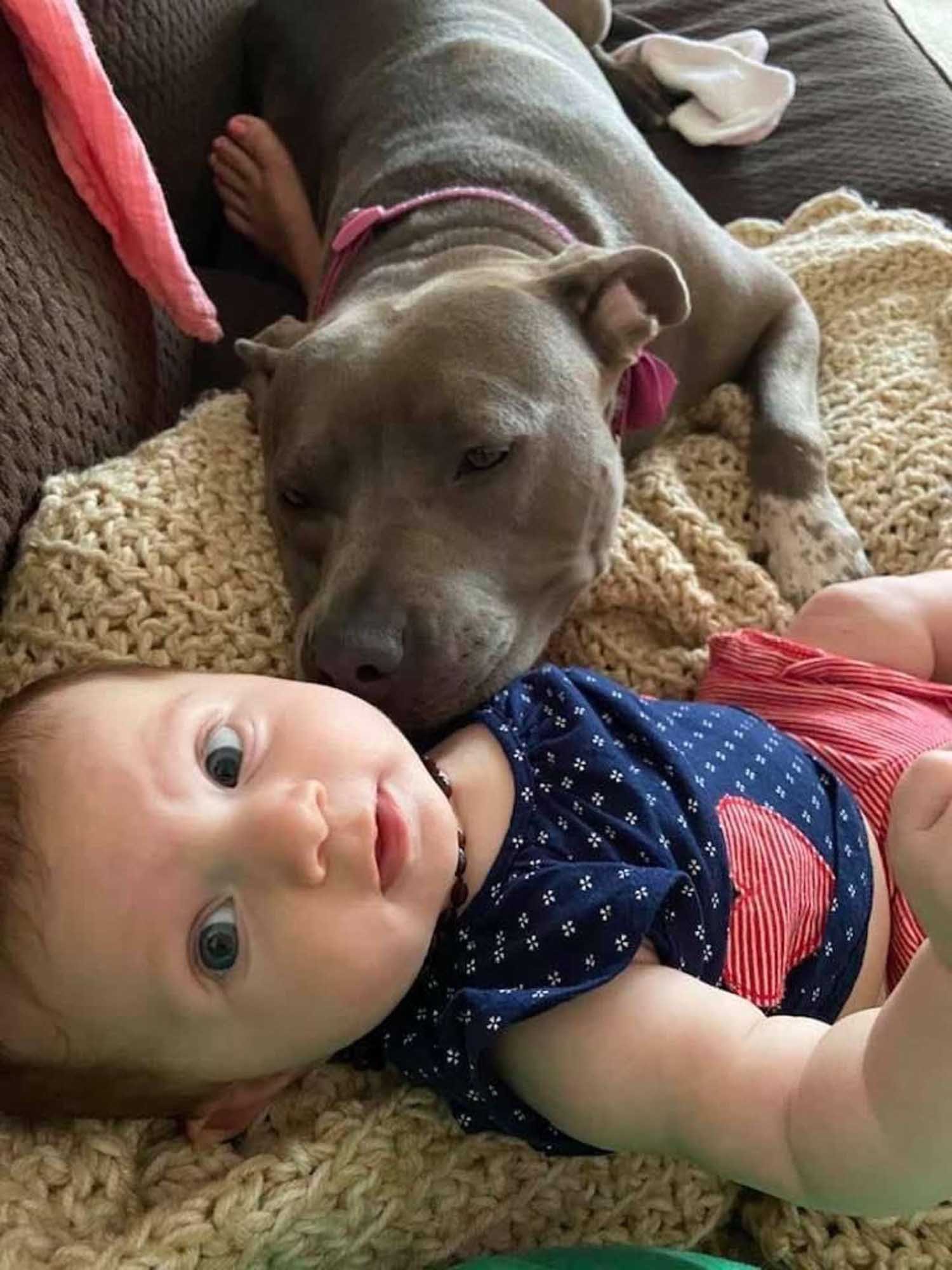 Pitbull y su nueva hermana