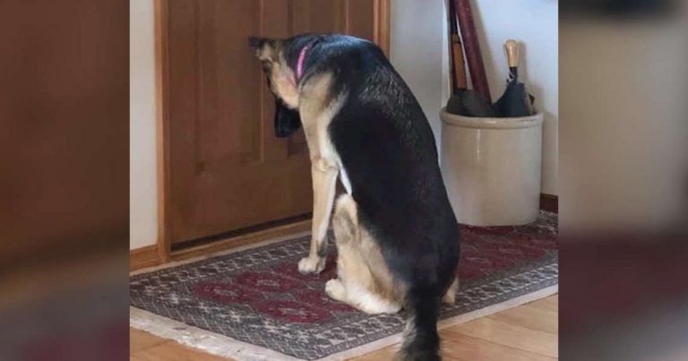 Perrita fiel espera junto a la puerta a que papá regrese del hospital