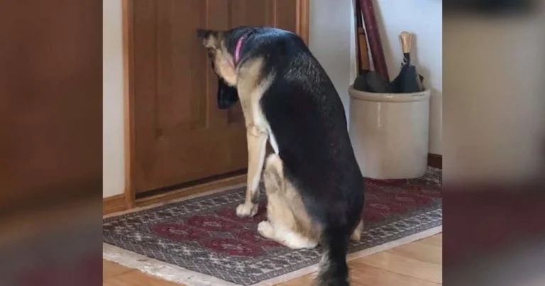 Perrita fiel espera junto a la puerta a que papá regrese del hospital