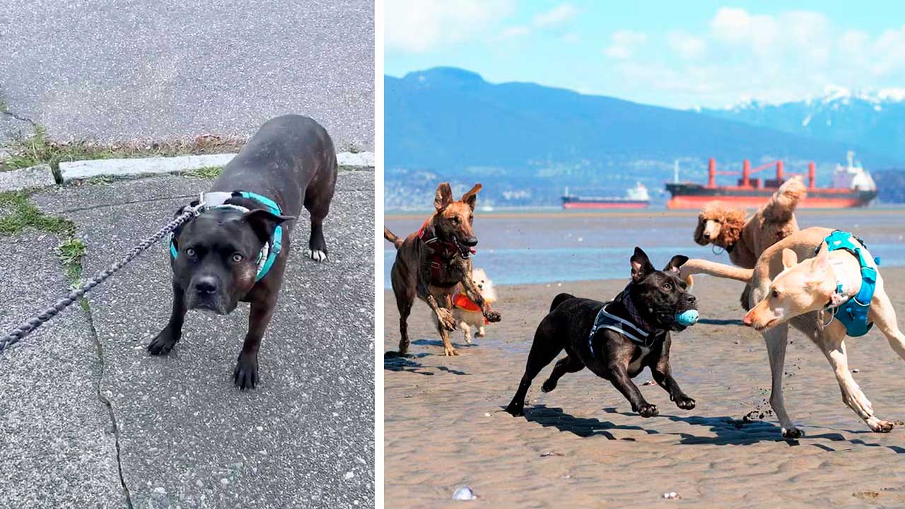 Perrita intenta llevar a mamá a la playa